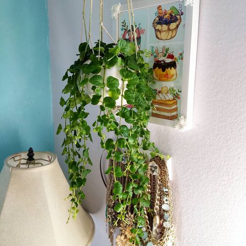 Pictures of Cascading Plants in Home