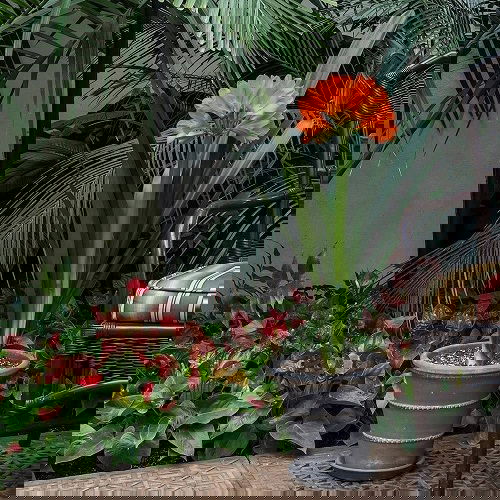 Ornamental Plants for Shade