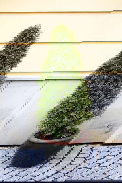 Best Architectural Plants to Grow in Containers 15