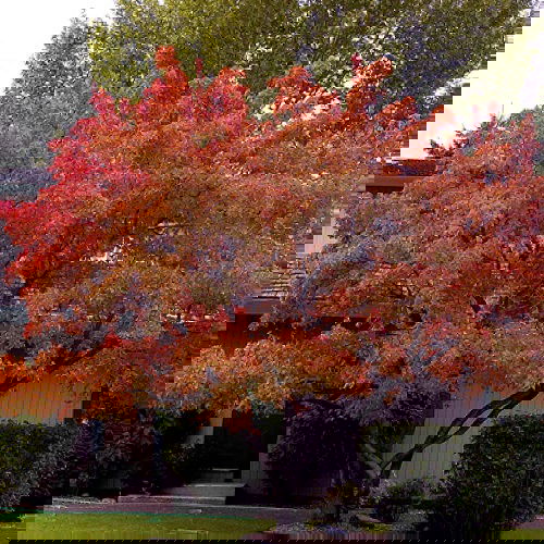 Fast Growing Privacy Shrubs 12