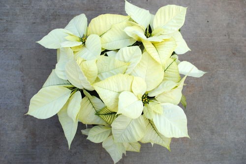 Types of Poinsettias 17