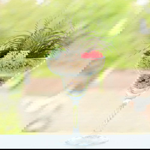 Wine Glass Terrariums 3