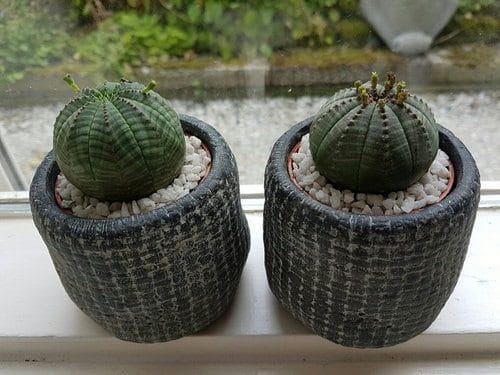 Most Popular Types of Euphorbia Varieties 10