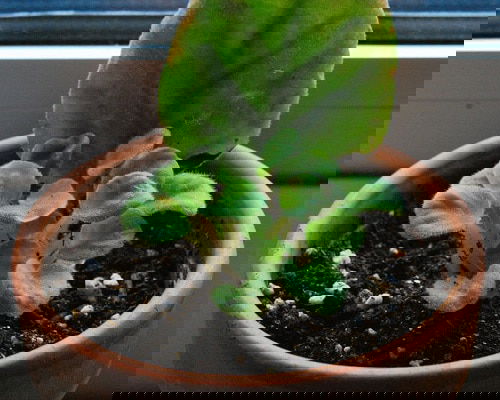 Indoor Plants you can Grow from Cuttings 3