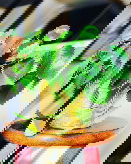 Houseplant Planting Guide