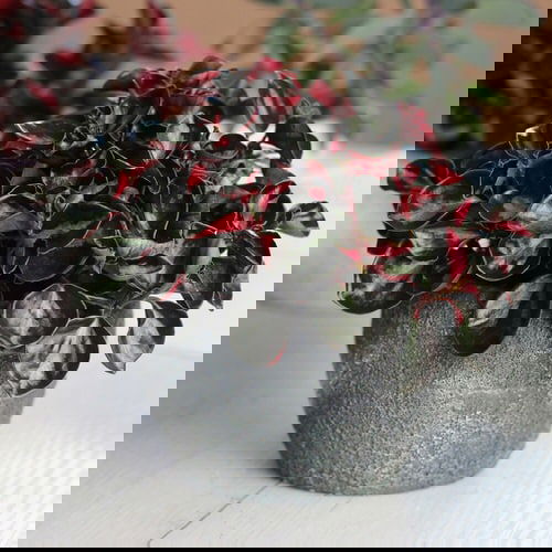 Houseplants with Red and Green Leaves 9