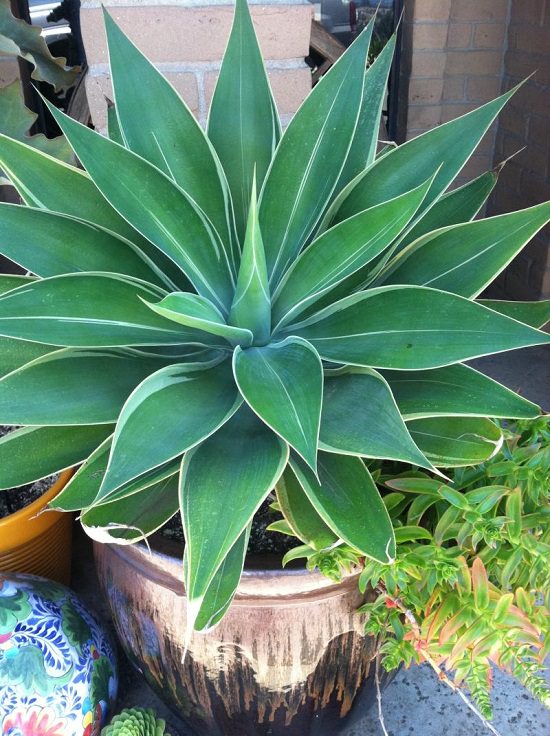 shade tolerant succulents