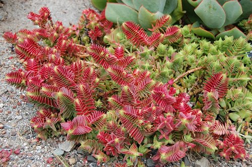 Best Red Succulents