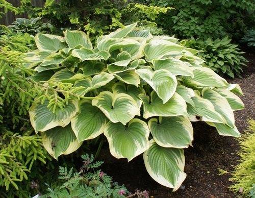 Types of Hostas 49