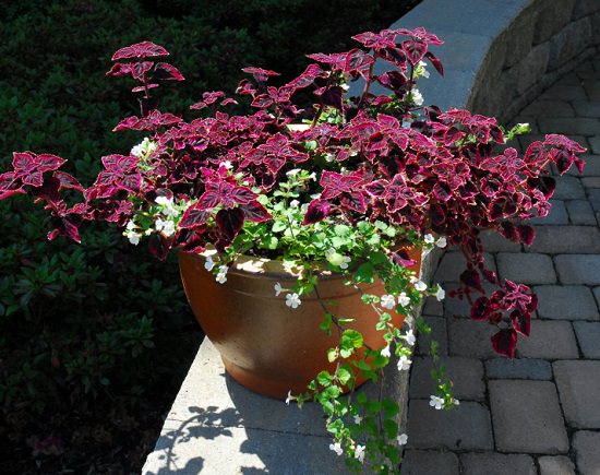 Best Coleus Varieties 6