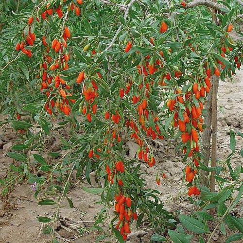 Best Cold Tolerant Fruit Trees 8