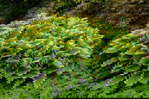 Types of Hostas 46