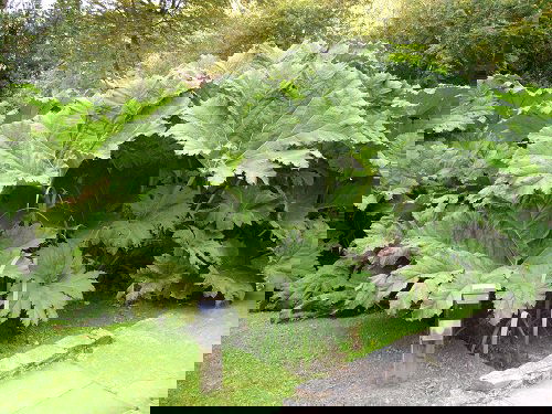 Big Leaf Outdoor Plants