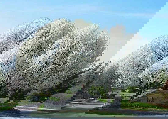 Dwarf Ornamental Trees