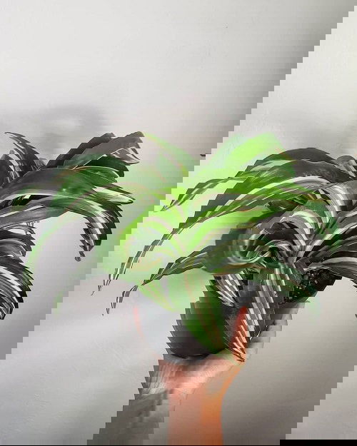 Indoor Plants with White Striped Leaves 5