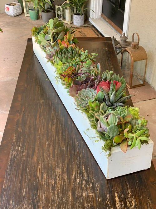 Outdoor Succulent Decoration Pictures 11