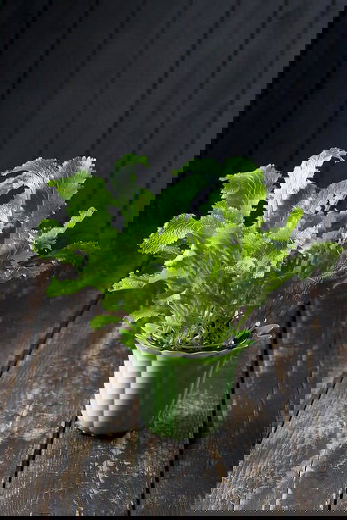 Seeds to Sow for Food in Less than a Month 9