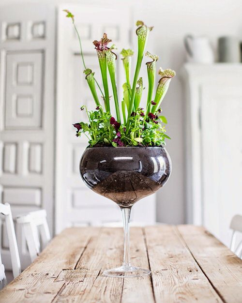 Wine Glass Terrariums 8