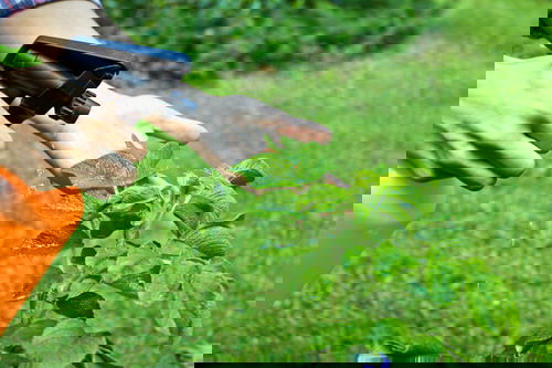 How to Use Common Household Things in Your Garden 9