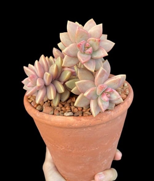 Succulents that Change Color 16