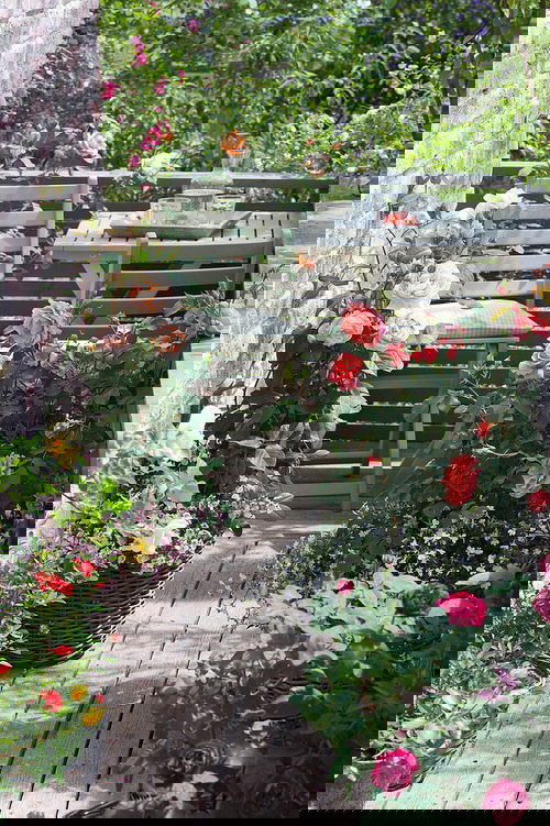 Pictures of Roses in Pots 14