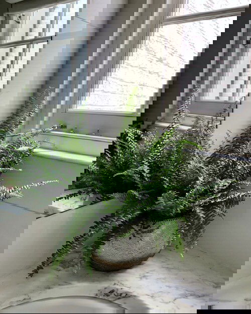 Pictures of Ferns in Bathroom 7