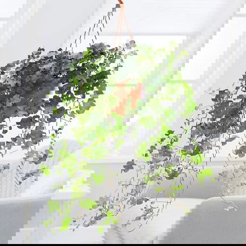 Best Indoor Plants for East Facing Windows 12