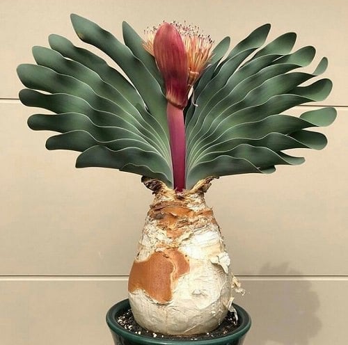 Succulents that Don't Need Water Before a Month 22