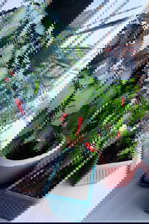 Edible Balcony Gardens 9