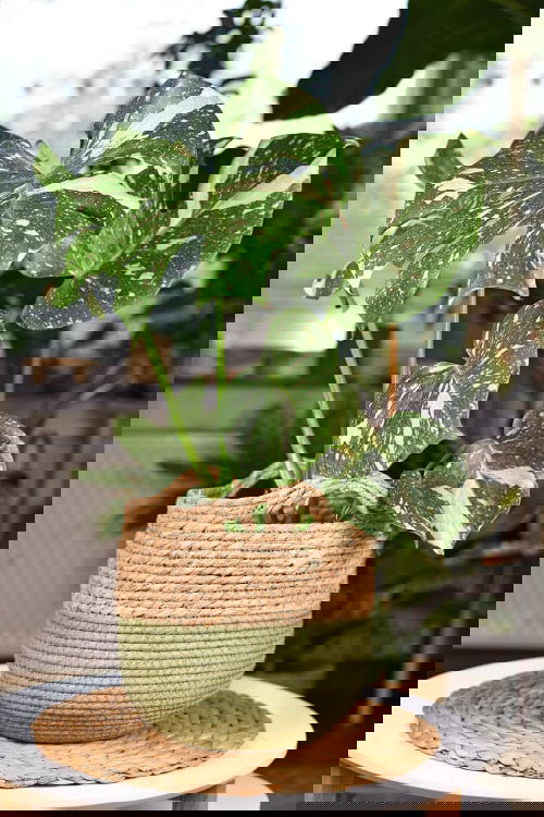 The Most Fascinating It Plants of