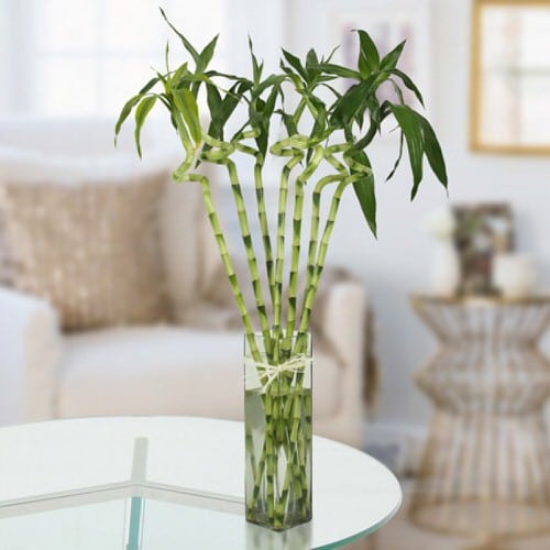 Famous Lucky Bamboo Styles & Varieties 5