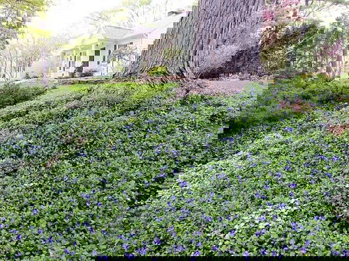 Shade Loving Ground Covers 4