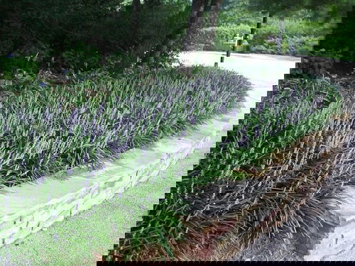 Shade Loving Ground Covers 3