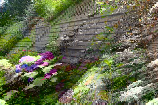 landscaping with hydrangea (13)_mini