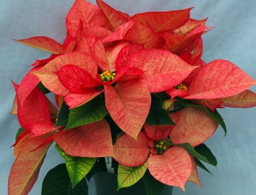 Types of Poinsettias 18