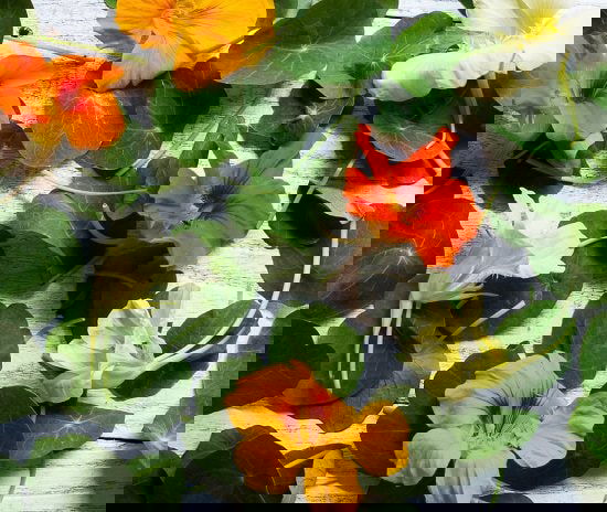 Reasons to Grow Nasturtium in the Garden