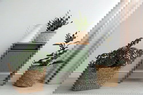 Pin Worthy Houseplant Pictures 31