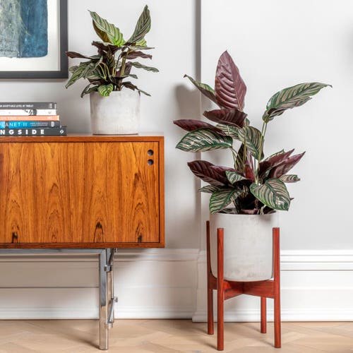 Pictures of Feng Shui Plants for Home