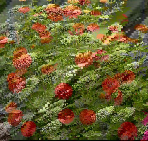 Best Types of Zinnia Varieties 11