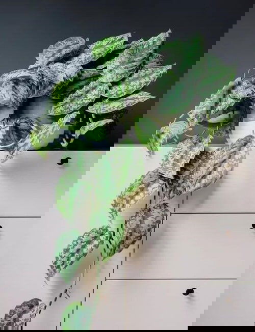 Silver Satin Pothos Pictures 6