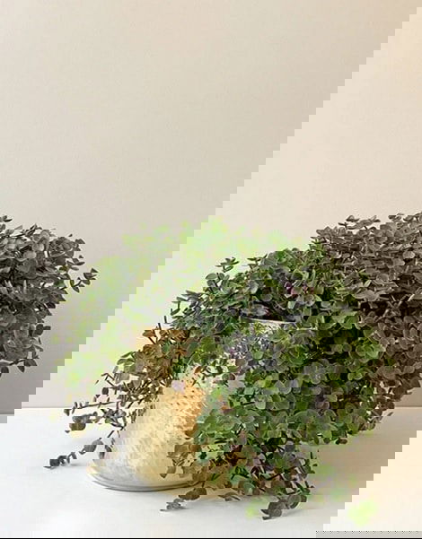 Best Cascading Succulents 6