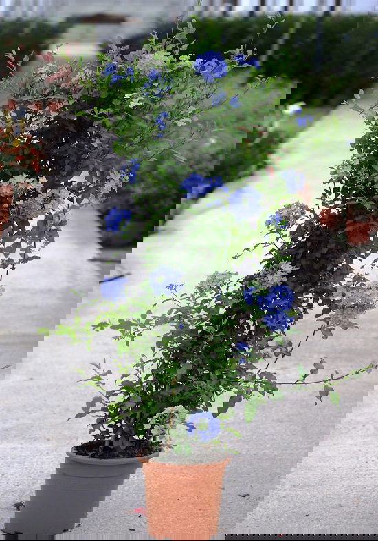 Best Flowers to Plant in Florida 16