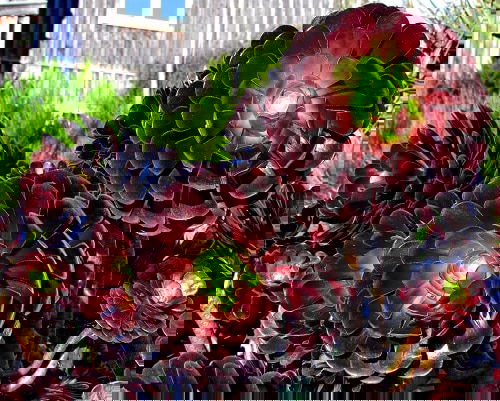 Best Aeonium Types 11