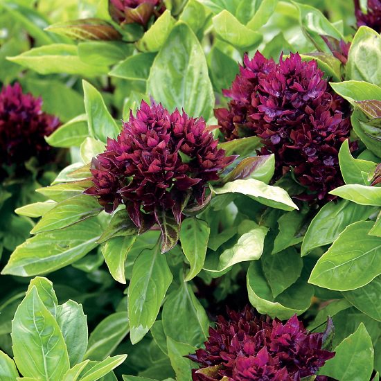 Learn about 18 Types of Basil that you can grow in your garden and containers for their appearance, aroma, and culinary and medicinal uses!