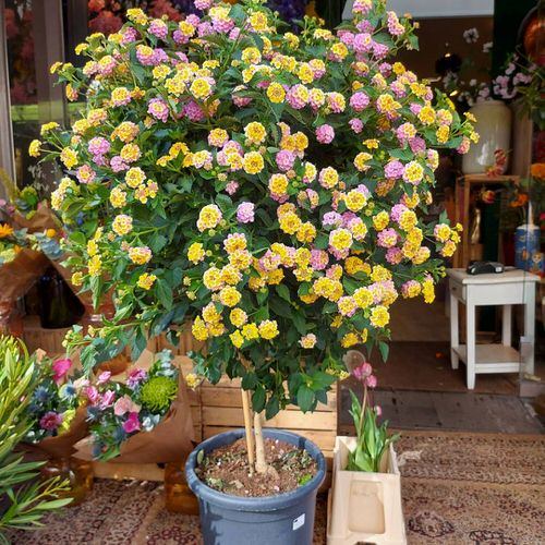 Colorful Outdoor Plants for Patio & Porch 20