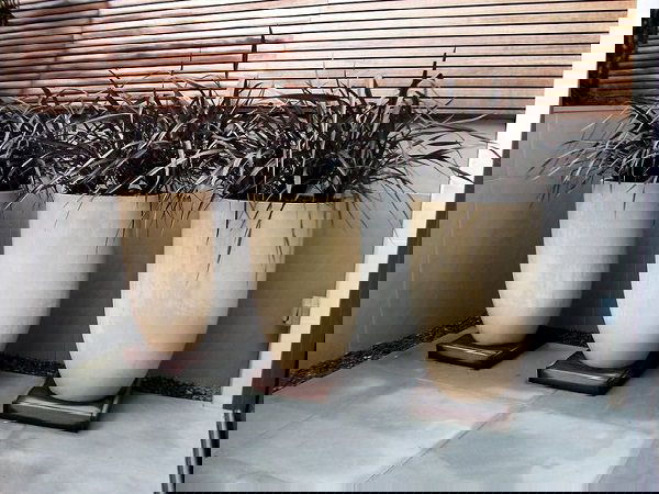 Best Architectural Plants to Grow in Containers 7