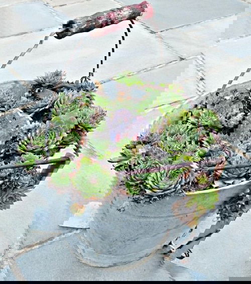 These Pictures Prove You Can Plant Succulent Anywhere 25