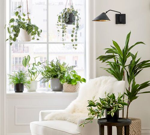 Pin Worthy Houseplant Pictures 19