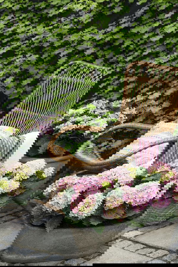 Hydrangea_A0315_mini