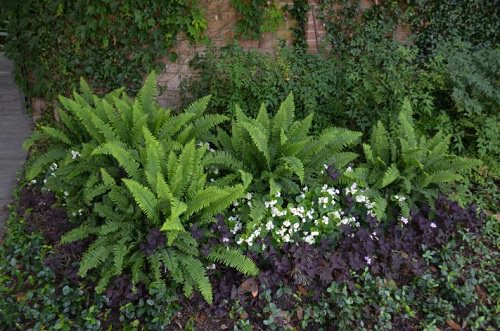 Shade Loving Ground Covers 10